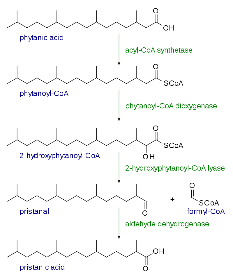 Alpha Oxidation And Omega Oxidation Of Fatty Acids WikiLectures