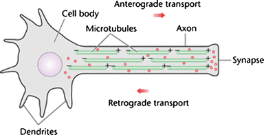 dendrite axon synapse micrograph