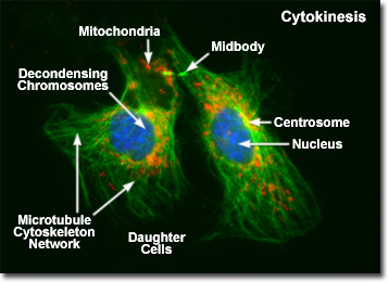 Physical principles of cellular motion - WikiLectures