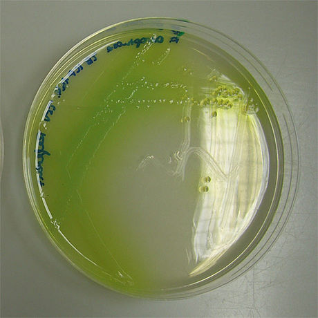 Pseudomonas - WikiLectures