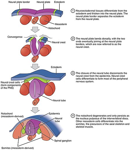 The Third Week of Embryo Development - WikiLectures