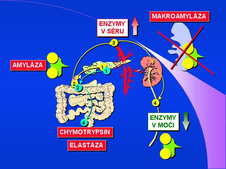 amylase-laboratory-determination-wikilectures