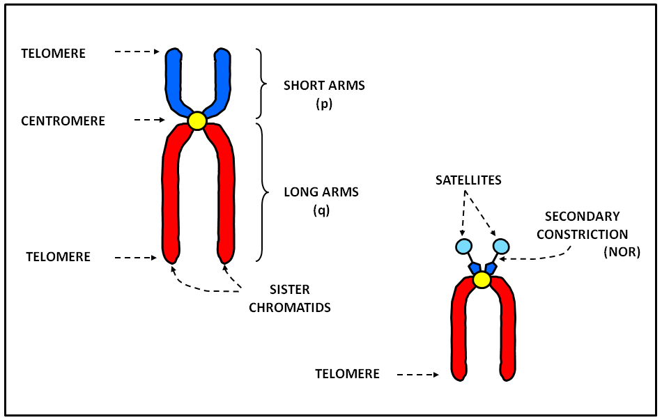 Chromosome Structure Labeled