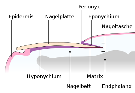 Nail - WikiLectures