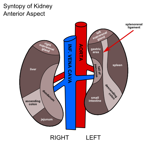 Кидней. Скелетотопия почек анатомия. Синтопия почек. Синтопия почек схема. Синтопия почек анатомия.