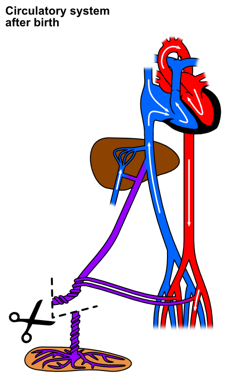 Circulation changes after birth - WikiLectures