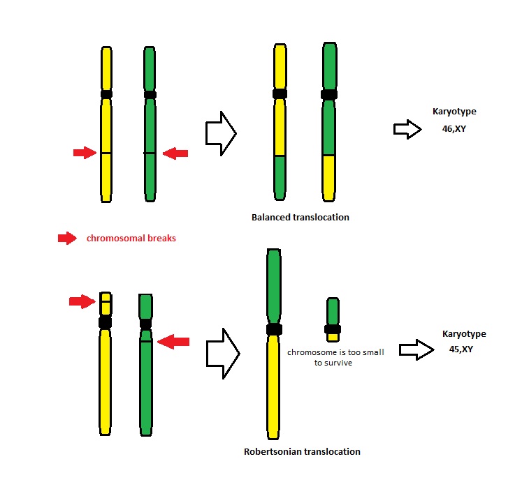 Translocation WikiLectures