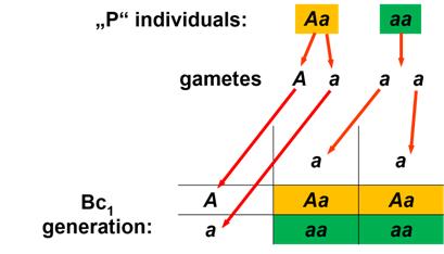 Autosomal Dominant Inheritance In Pedigree And Experiment, Examples Of 