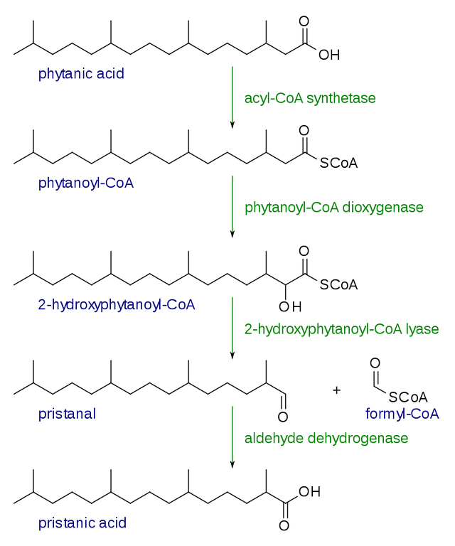 alpha oxidation of fatty acids pathway