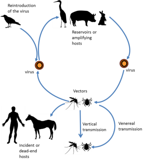 Arboviruses - WikiLectures