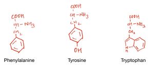 Aromatic amino acids .jpg