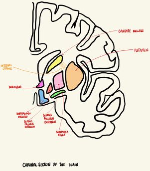 Basal ganglia scheme.jpg