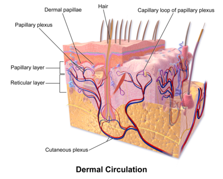 Blood circulation in the skin - WikiLectures