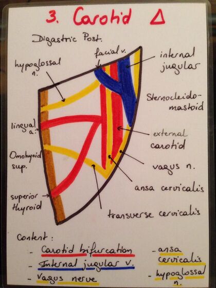 Carotid triangle (Borders and contents).jpg