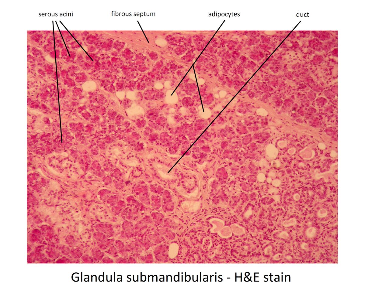 Glandula submandibularis (image) - WikiLectures