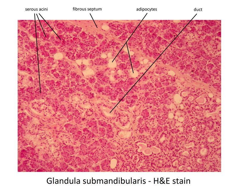 Glandula submandibularis (image) - WikiLectures