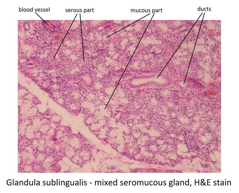 Glandula sublingualis (image) - WikiLectures