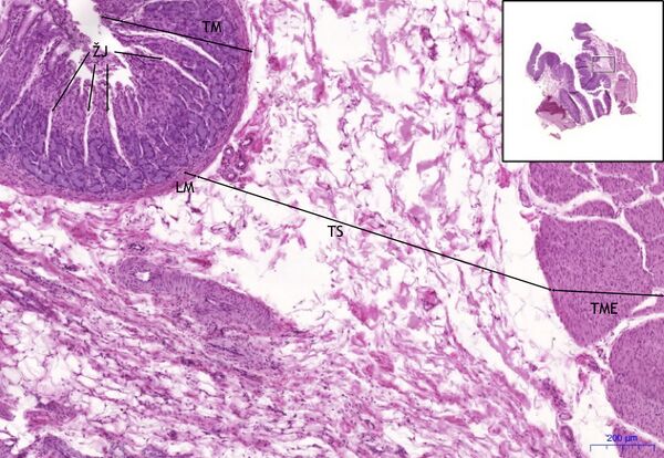 Kardie Žaludku- Stomach cardia HE 5x.jpeg