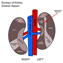 Kidney syntopy.png