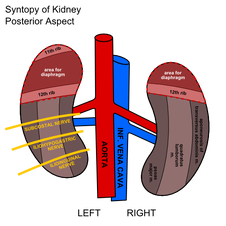 Kidney syntopy back.png