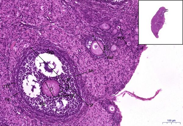 Ovarium králíka- ovarium – rabbit 10x (2).jpg