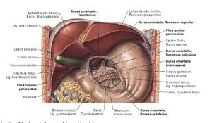 Peritoneum 1.png