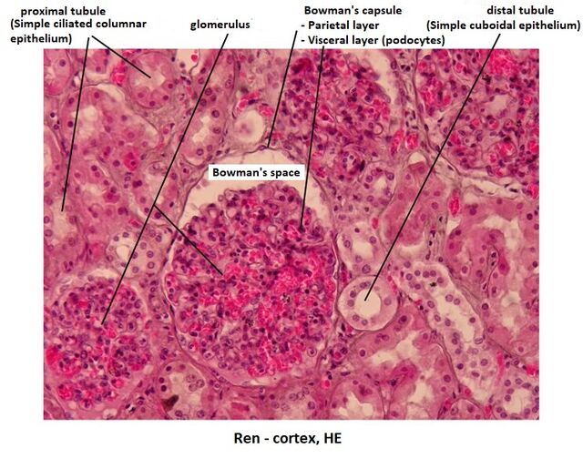 Renal cortex (image) - WikiLectures