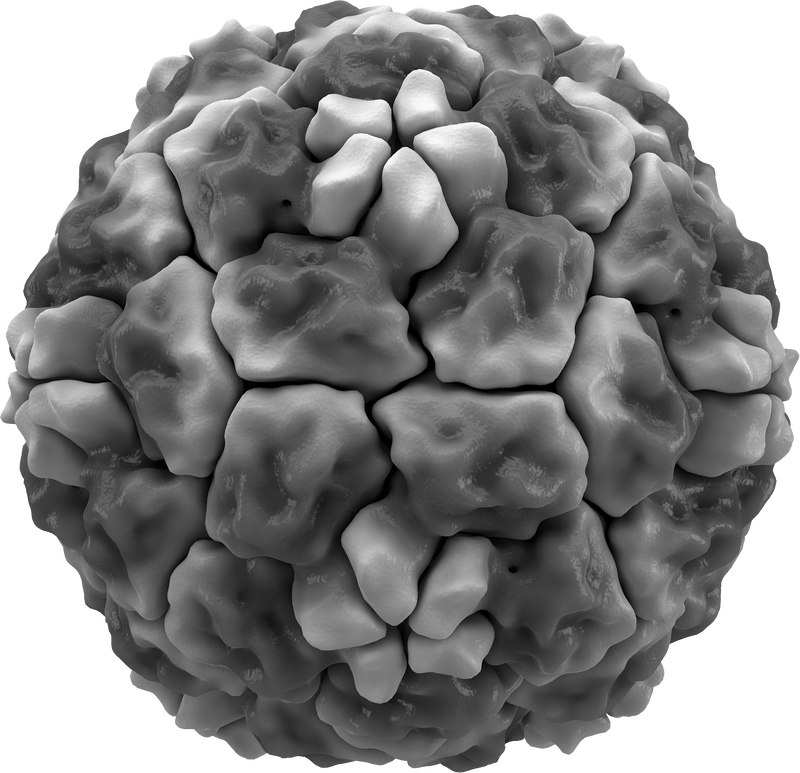 rhinoviruses-wikilectures