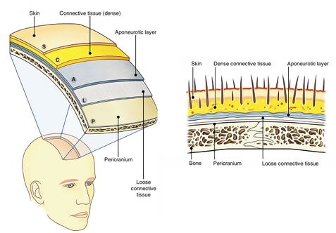 Scalp-layers.jpg