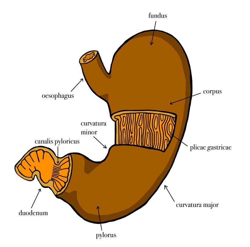 Stomach - WikiLectures