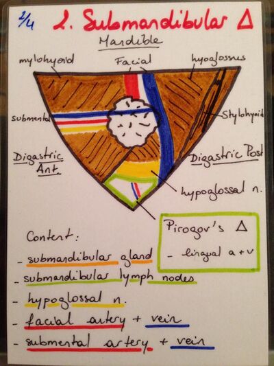 Submandibular triangle (borders and contents).jpg