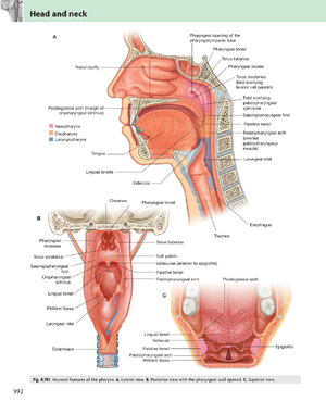 Tonsil 1.png