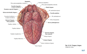 Tonsil 2.png