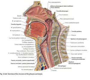 Tonsil 3.png