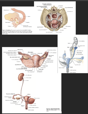 Uterine tube.png