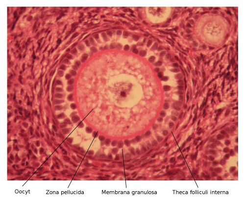 Vaječník 7.jpg