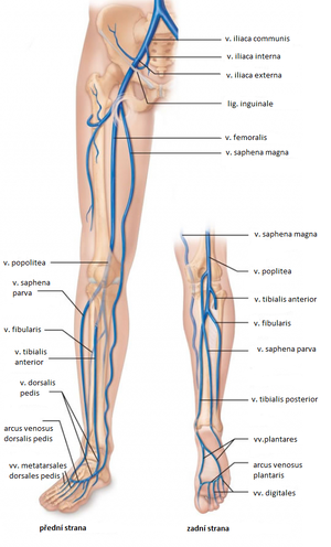 Veins of lower limb.png